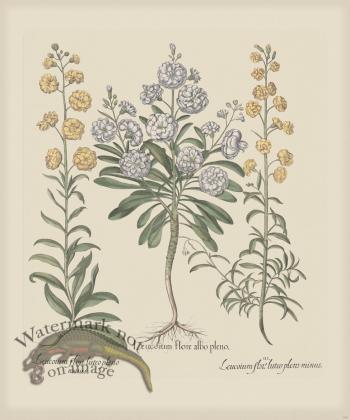 Besler 169 Colored  B2